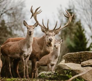 Platzhirsch Hansi mit Herde im Wellnesshotel Bergkristall 