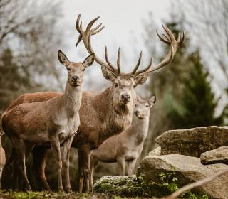 Hirsche im hoteleigenen Wildpark