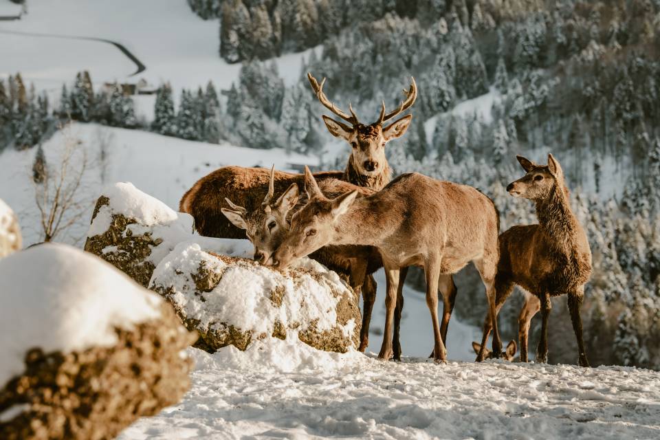 Platzhirsch Hansi mit Herde