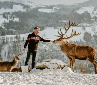 Mann füttert Hirsch