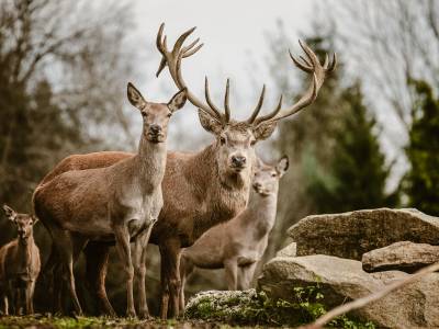 Hotel's own deer park | Power places