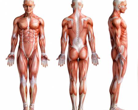 Rückenschmerzen ade – Fit durch Faszientraining Symbolfoto