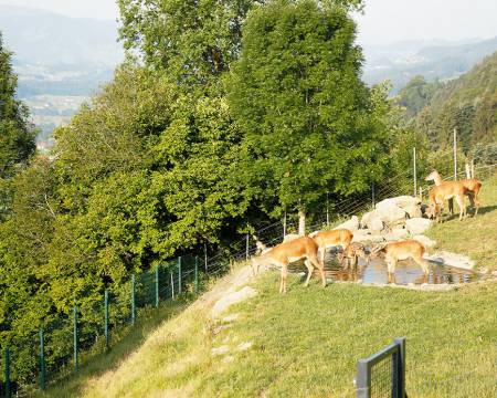 Nachwuchs im Bergkristall: Wir heißen unsere vierbeinigen Neuankömmlinge herzlich willkommen!! Symbolfoto