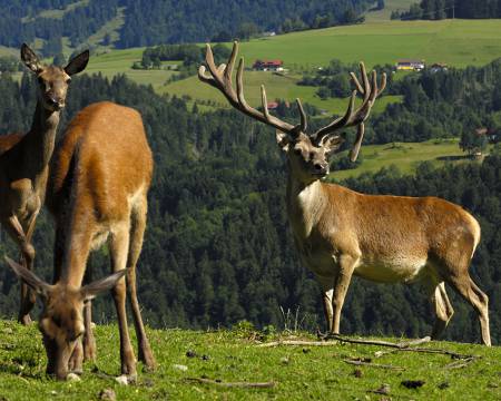 Gänsehaut garantiert: Naturschauspiel Hirschbrunft Symbolfoto
