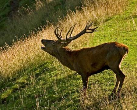 Bergkristall-Wildgehege (Rotwild und Bergziegen) Symbolfoto