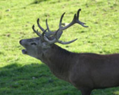 Das Naturschauspiel der "Hirsch-Brunft" live erleben im Bergkristall - Natur und Spa Symbolfoto
