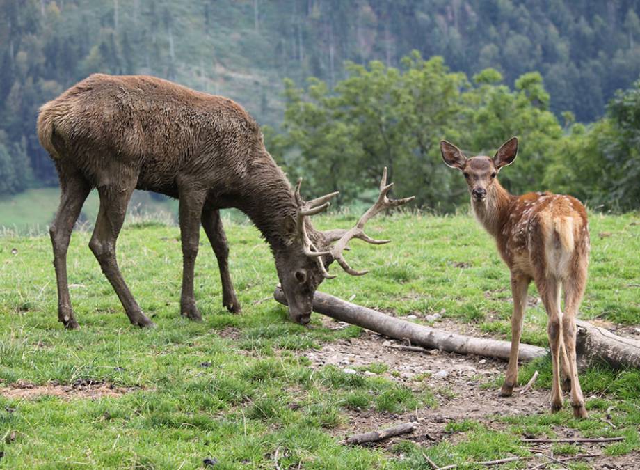 Sehnsucht nach Geborgenheit –  Die Bergkristall-Antwort: Alpenstrandkörbe Symbolfoto