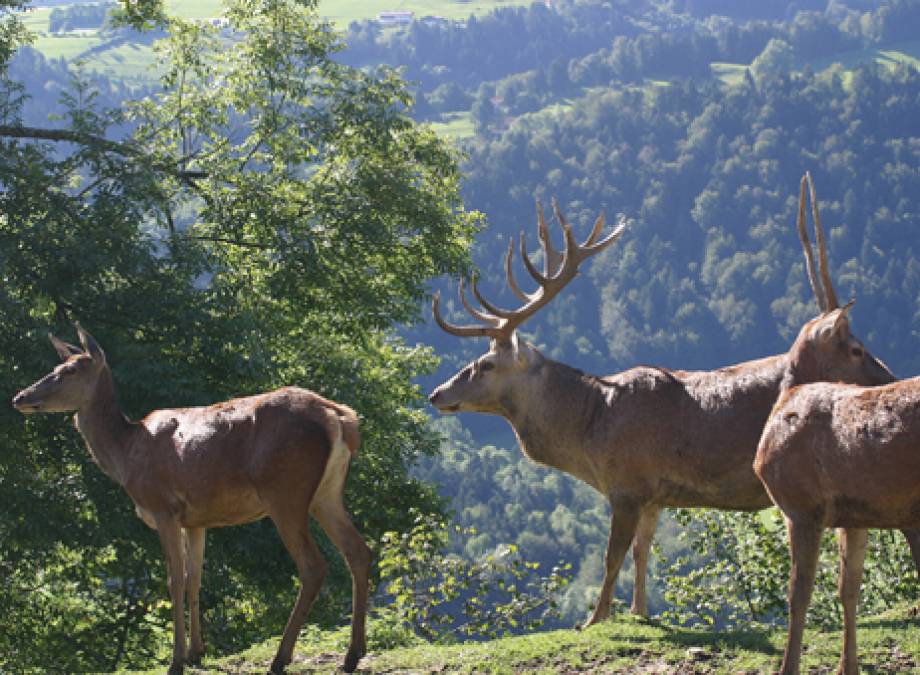 Gänsehaut garantiert: Naturschauspiel Hirschbrunft Symbolfoto