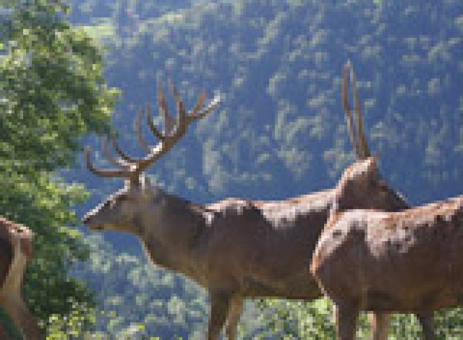 Ostern im Bergkristall mit Ostereier suchen und Hirsche füttern Symbolfoto