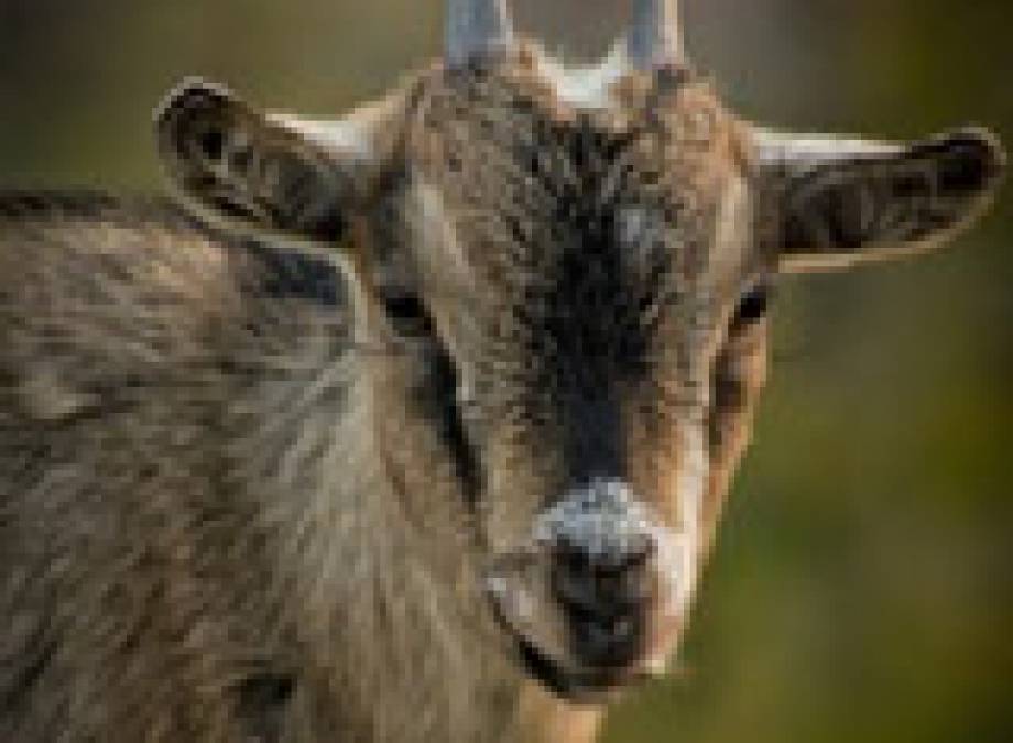 Ostern im Bergkristall mit Ostereier suchen und Hirsche füttern Symbolfoto