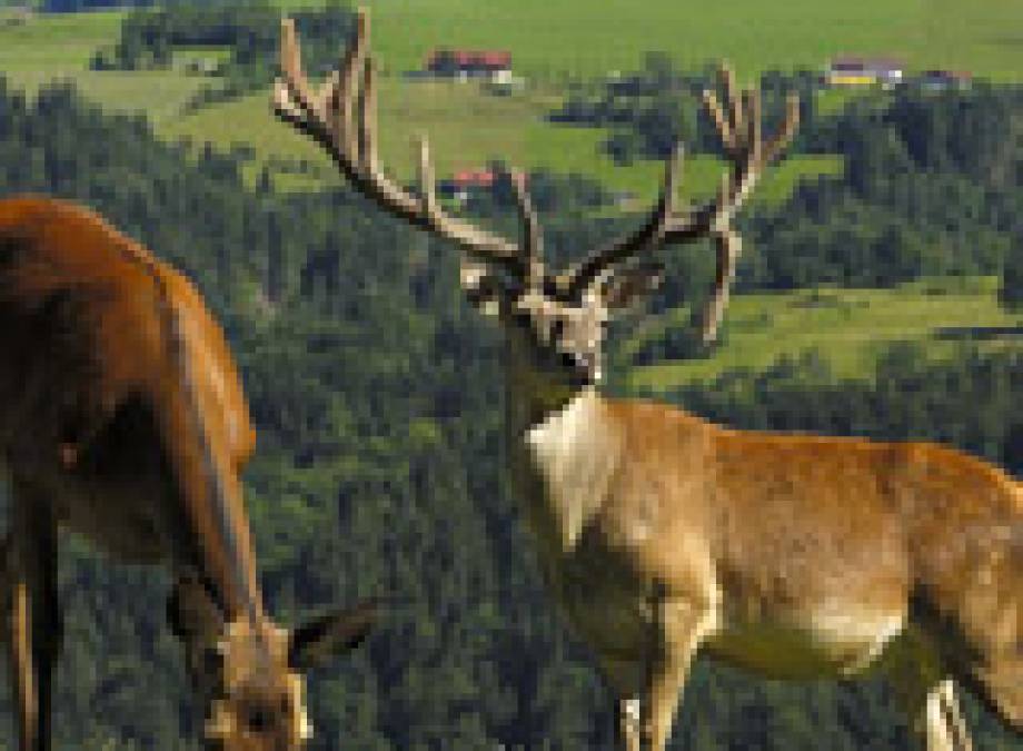 Das Naturschauspiel der "Hirsch-Brunft" live erleben im Bergkristall - Natur und Spa Symbolfoto