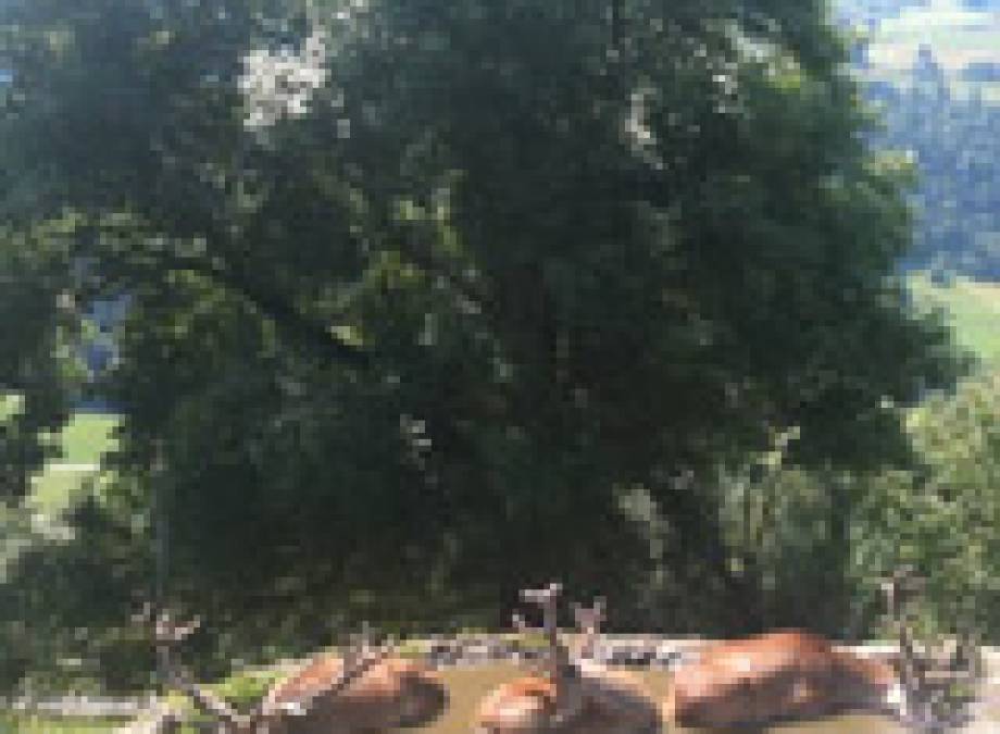 Das Naturschauspiel der "Hirsch-Brunft" live erleben im Bergkristall - Natur und Spa Symbolfoto