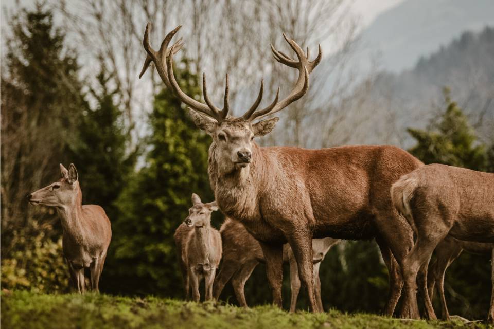 Platzhirsch Hansi mit Herde