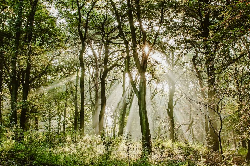 Wald mit Sonne