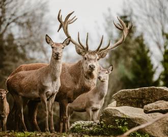 Drei Hirsche aus dem hoteleigenen Wildpark des Hotels Bergkristall