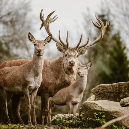 Drei Hirsche aus dem hoteleigenen Wildpark des Hotels Bergkristall