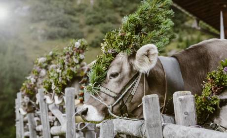 Kranzkuh beim Almabtrieb im Allgäu